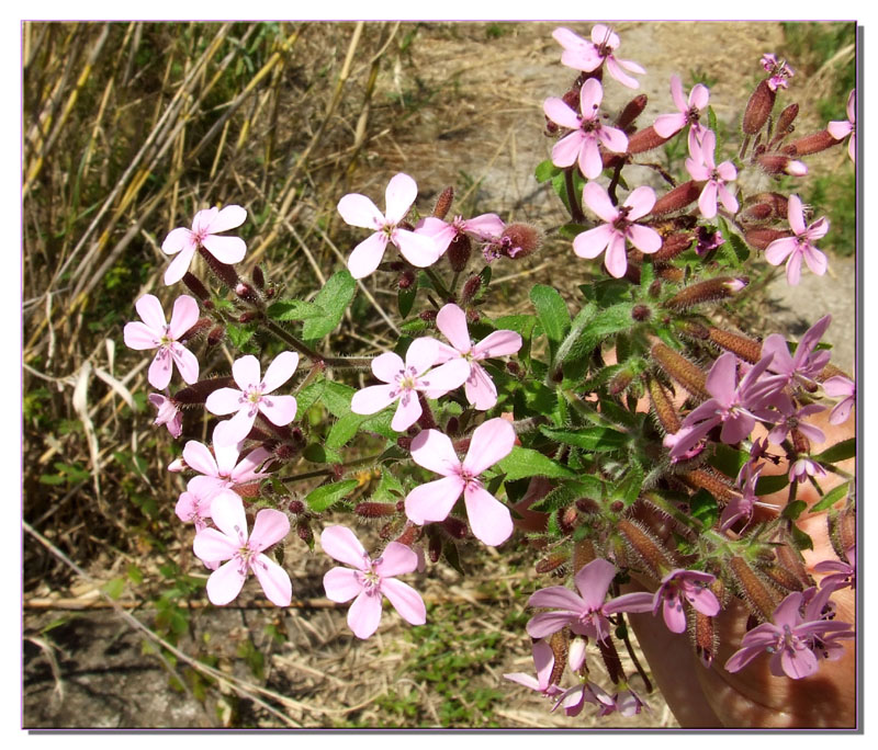 Saponaria ocymoides / Saponaria rossa